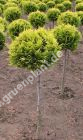 Chamaecyparis lawsoniana 'Ivonne' - Gelbe Scheinzypresse - Kugel-Stamm