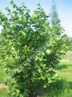 Corylus avellana - Haselnuss Pflanze-/Baum