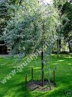 Pyrus salicifolia 'Pendula' - Weidenblttriger Hnge-Birnen Baum