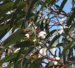 Eucalyptus pauciflora 'Niphophila' - Schnee Eukalyptus Baum