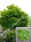 Acer platanoides 'Globosum' - Kugel-Ahorn Baum
