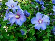 Hibiscus syriacus 'Blue Bird' - Garten-/Strauch-Eibisch Pflanze