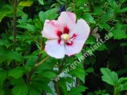 Hibiscus syriacus 'Hamabo' - Garten-/Strauch-Eibisch Pflanze