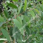 Eucalyptus pauciflora 'Mount Bogong' - Schnee Eukalyptus Baum