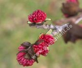 Parrotia persica - Eisenholz Baum