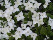 Cornus kousa 'Chinensis' - Weisser Blumenhartriegel Pflanze