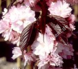 Prunus serrulata 'Royal Burgundy' - Rotlaubige Nelkenkirschen Baum