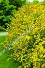 Kerria japonica 'Pleniflora' - Gefllter Ranunkelstrauch Pflanze