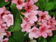 Weigela 'Rosea' - Rosa Weigelien Pflanze