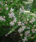 Weigela 'Candida' - Weisse Weigelien Pflanze