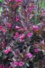 Weigela 'Nana Purpurea' - Rotblttrige Weigelien Pflanze