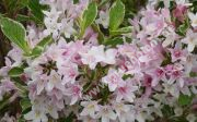 Weigela 'Variegata' - Panaschierte Weigelien Pflanze