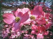 Cornus florida 'Cherokee Chief' - Roter Blumenhartriegel Pflanze