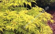 Sambucus racemosa 'Plumosa Aurea' - Gold-Holunder Pflanze