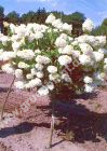 Hydrangea paniculata 'Limelight' - Limonenfarbige Rispenhortensie Pflanze