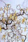 Corylus avellana 'Contorta' - Korkenzieher-Haselnuss Pflanze-/Baum