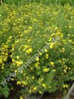 Potentilla fruticosa - Fnffingerstrauch Pflanze