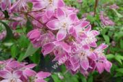 Deutzia magnifica 'Tourbillon Rouge' - Sternchenstrauch Pflanze