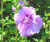 Hibiscus syriacus 'Lavender Chiffon' - Garten-/Strauch-Eibisch Pflanze
