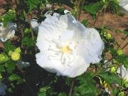 Hibiscus syriacus 'White Chiffon' - Garten-/Strauch-Eibisch Pflanze