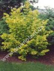 Corylus avellana 'Aurea' - Gold Haselnuss Pflanze-/Baum